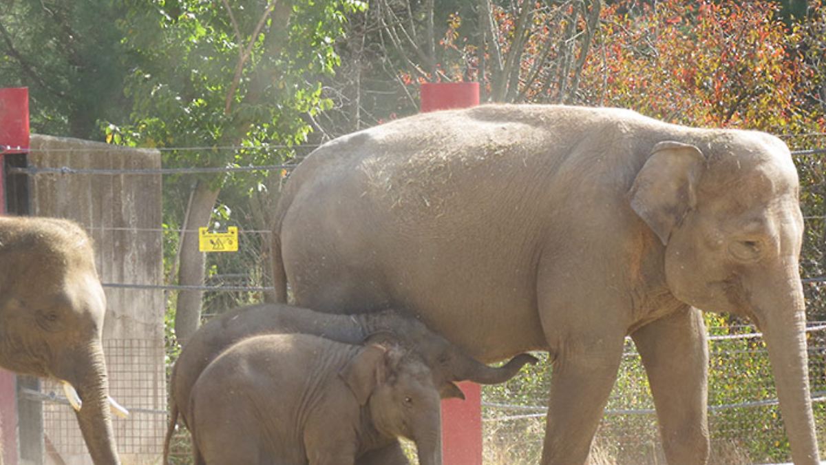 ELEFANTE SUMATRA RENACE EN MADRID