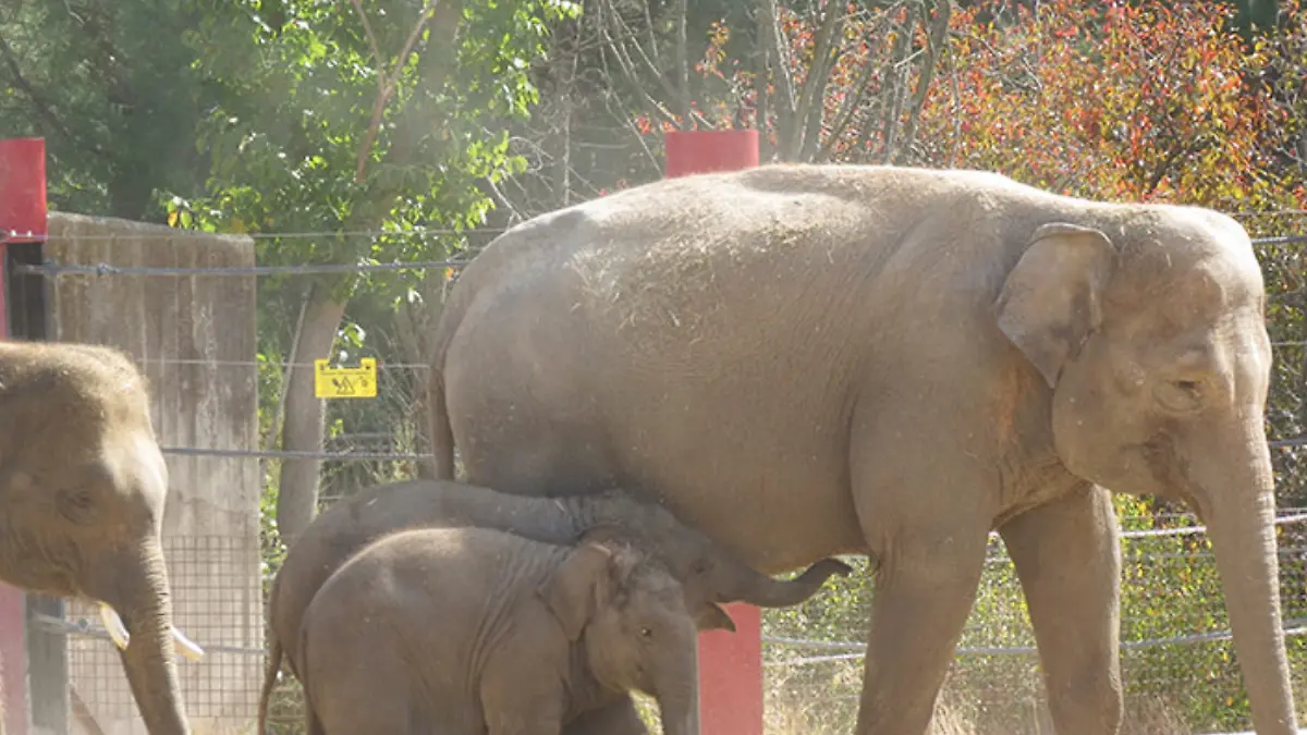 elefante sumatra