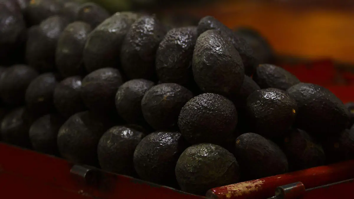 1093951_Aguacate se prevee baja el precio_web