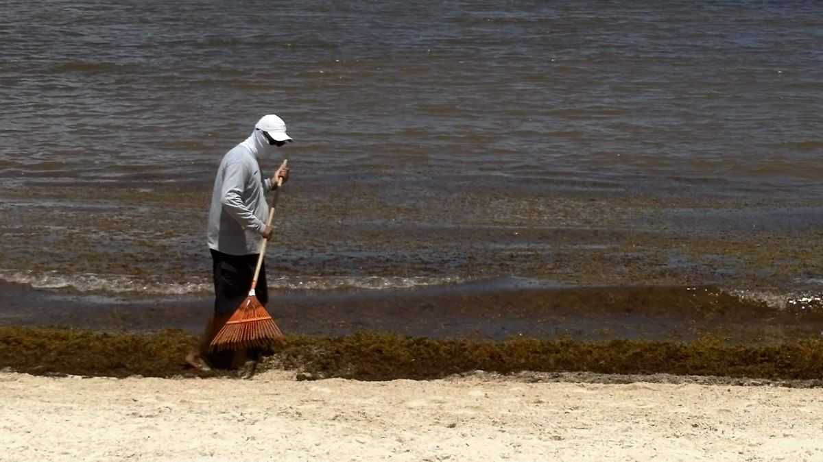 ¡SARGASO AHOGA EL PARAÍSO! TURISMO EN PUERTO MORELOS, EN JAQUE
