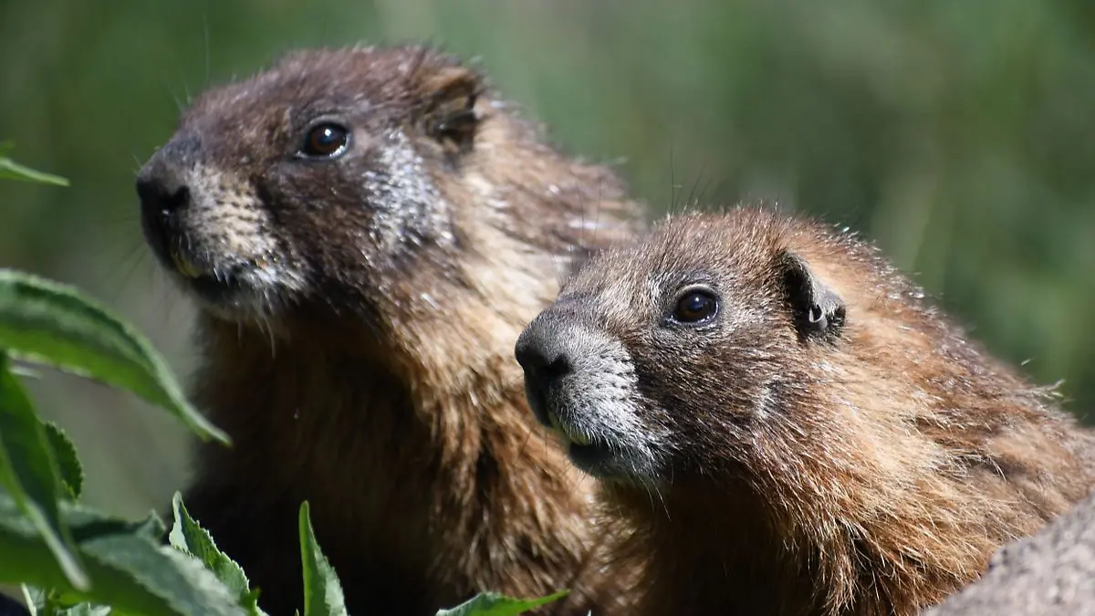 marmotas ucla