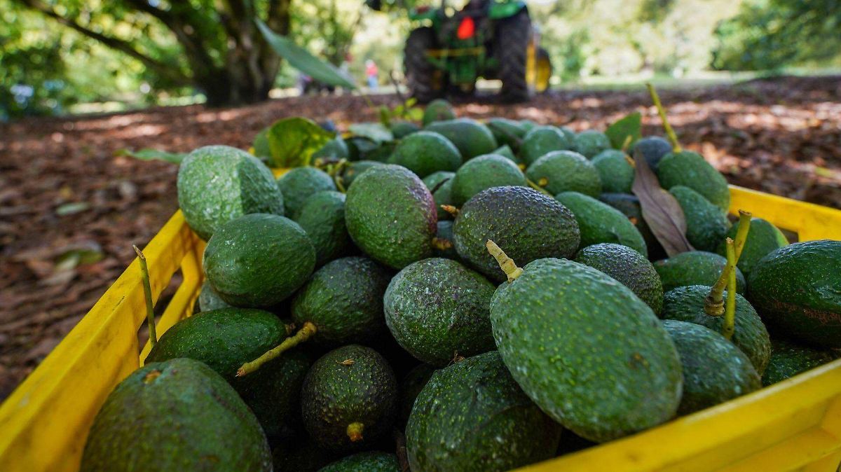 ¡AGUACATE BAJO AMENAZA! EU FRENA EXPORTACIONES POR VIOLENCIA EN MICHOACÁN