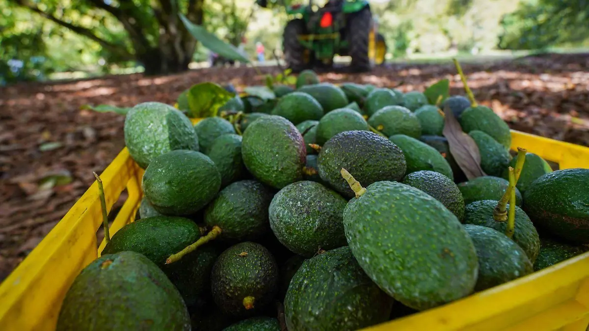 1015894_Producción Aguacates Michoacán_web