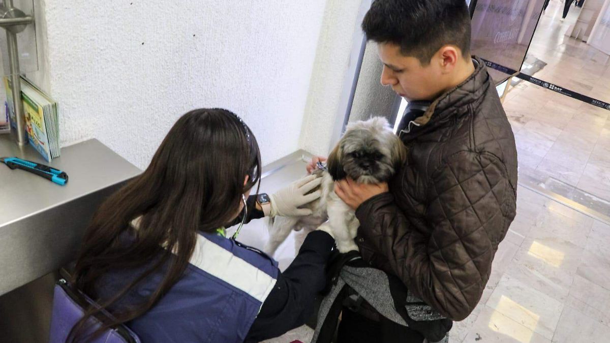 ¡ADIÓS GUSANO BARRENADOR! MÉXICO BLINDA FRONTERA A MASCOTAS DE EU