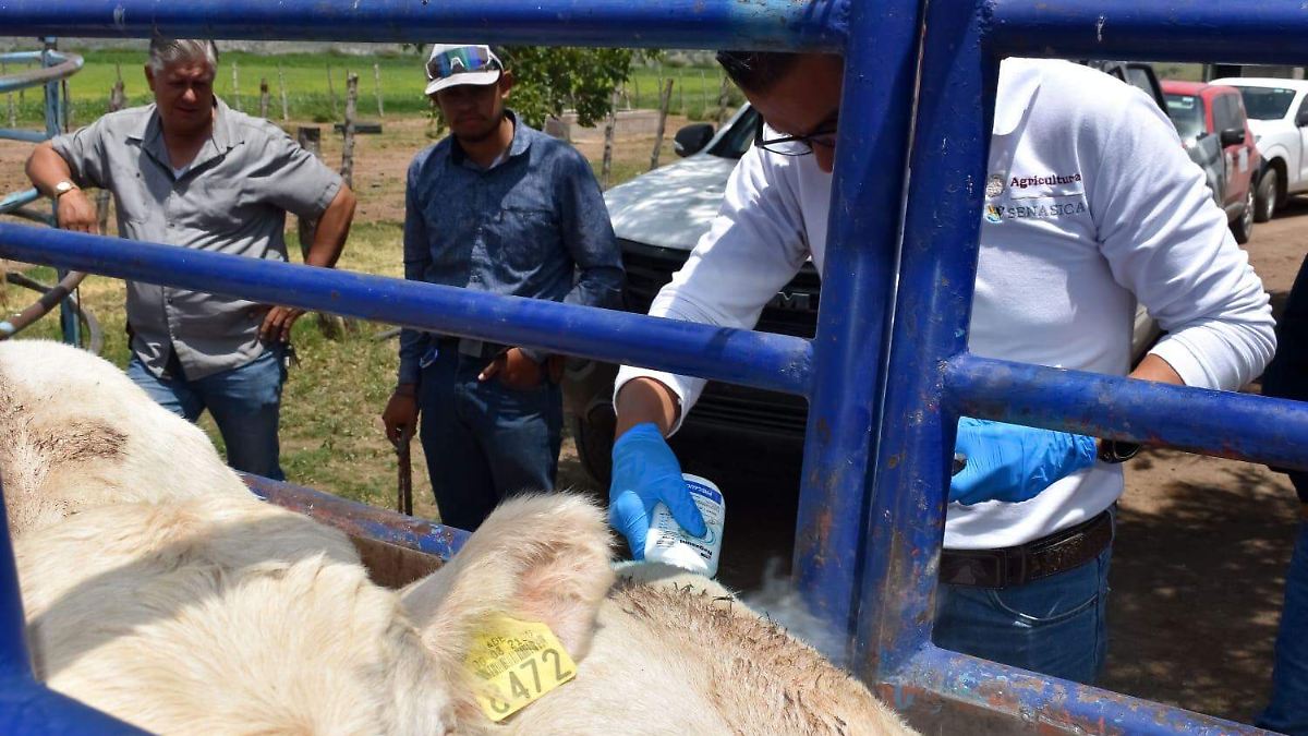 ¡MOSCAS AL ATAQUE! CHIHUAHUA SE BLINDA CONTRA PLAGA