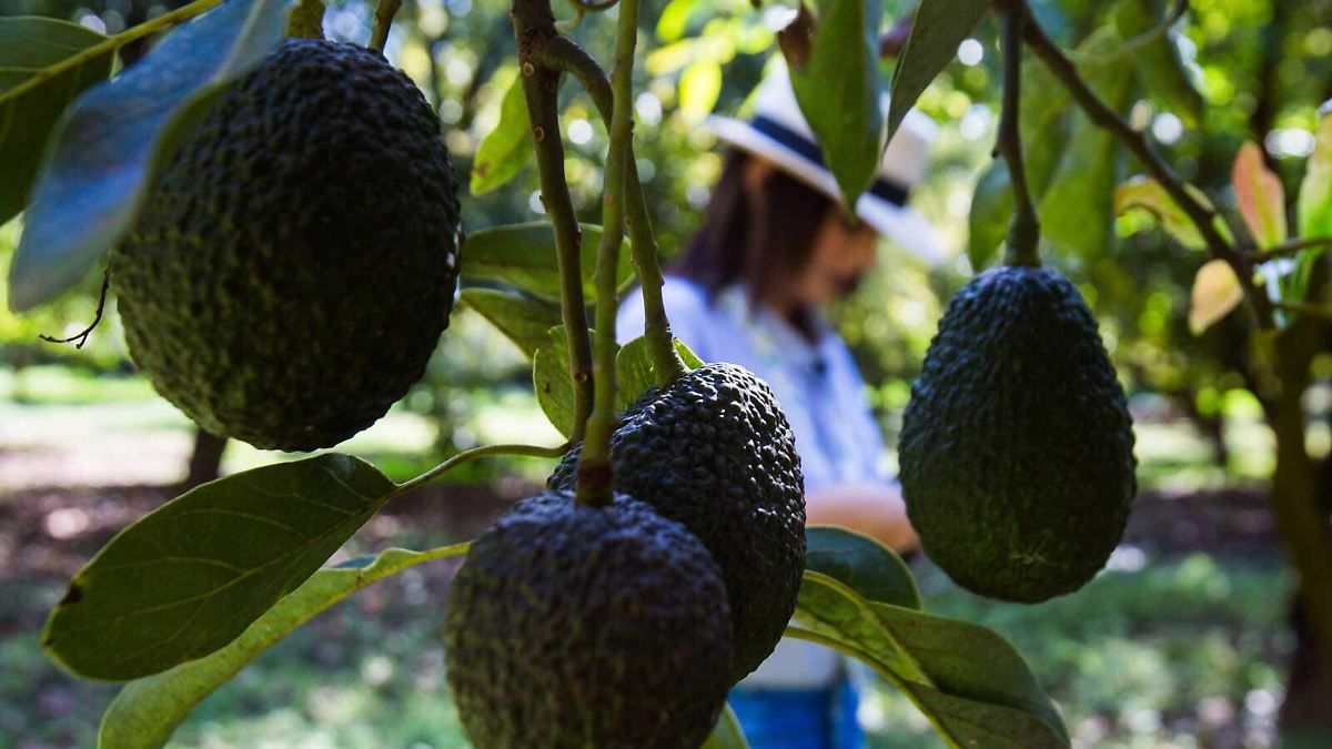 EU LEVANTA VETO A AGUACATE DE MICHOACÁN; PERO ADVIERTE: NO VIAJEN
