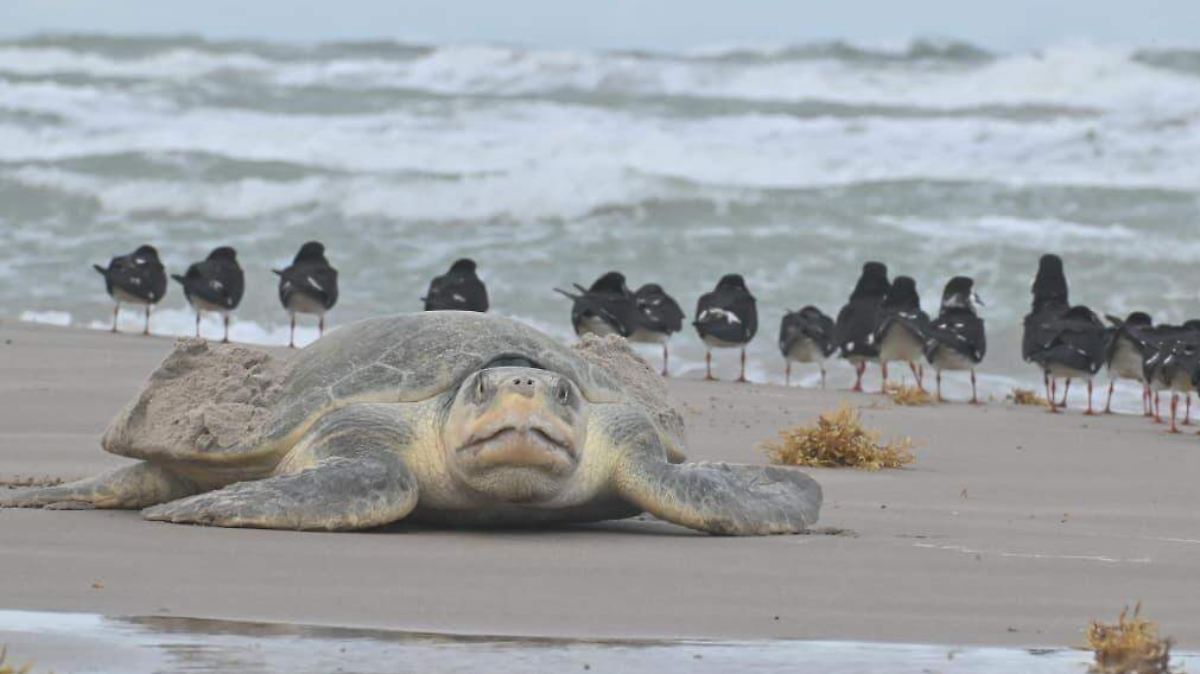 CAMPECHE: ¡SALVADAS! 1800 HECTÁREAS DE PLAYA PARA PROTEGER EL MANGLAR