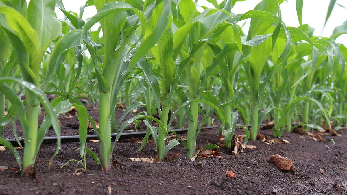 MAÍZ RESISTENTE: LA CLAVE DE LA AGRICULTURA REGENERATIVA