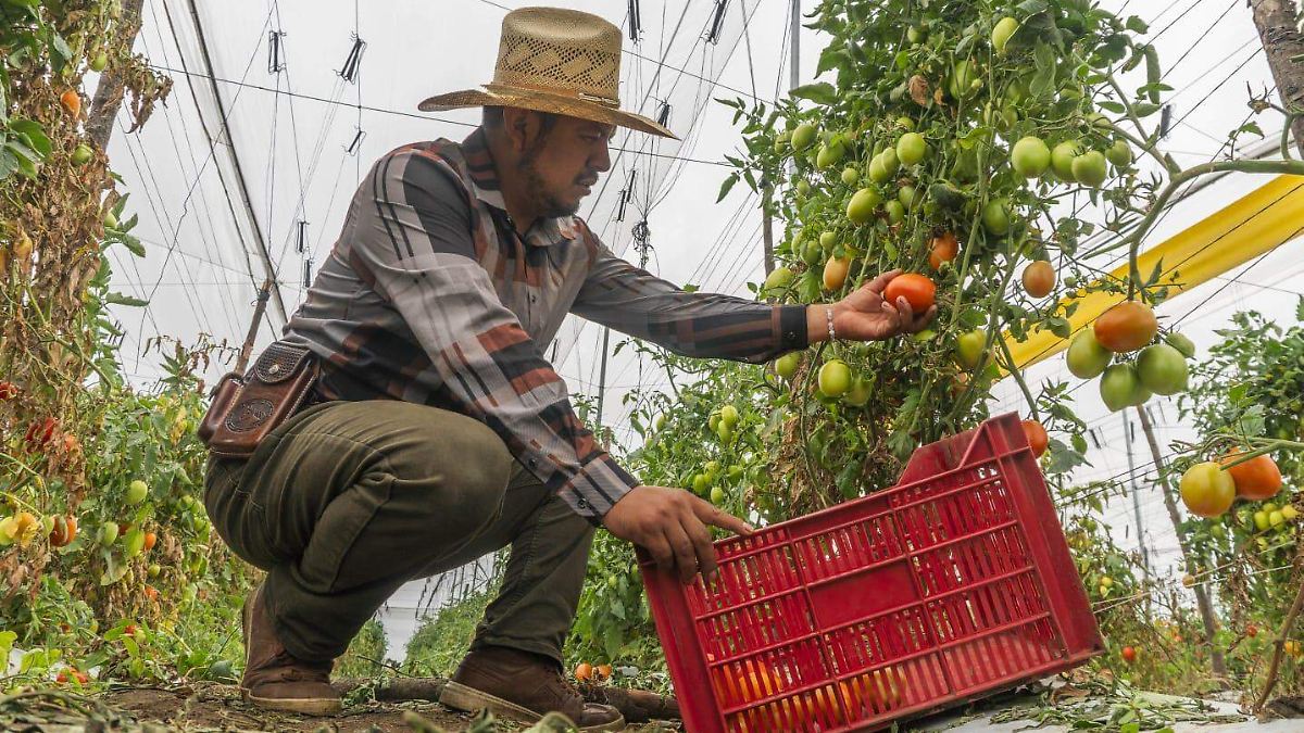 APOYO AL CAMPO: JITOMATEROS RECIBEN MILLONES