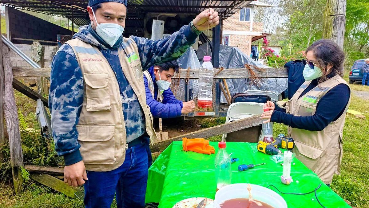 ¡PLAGA MORTAL! CAEN 16 MILLONES DE INSECTOS EN TRAMPAS CASERAS