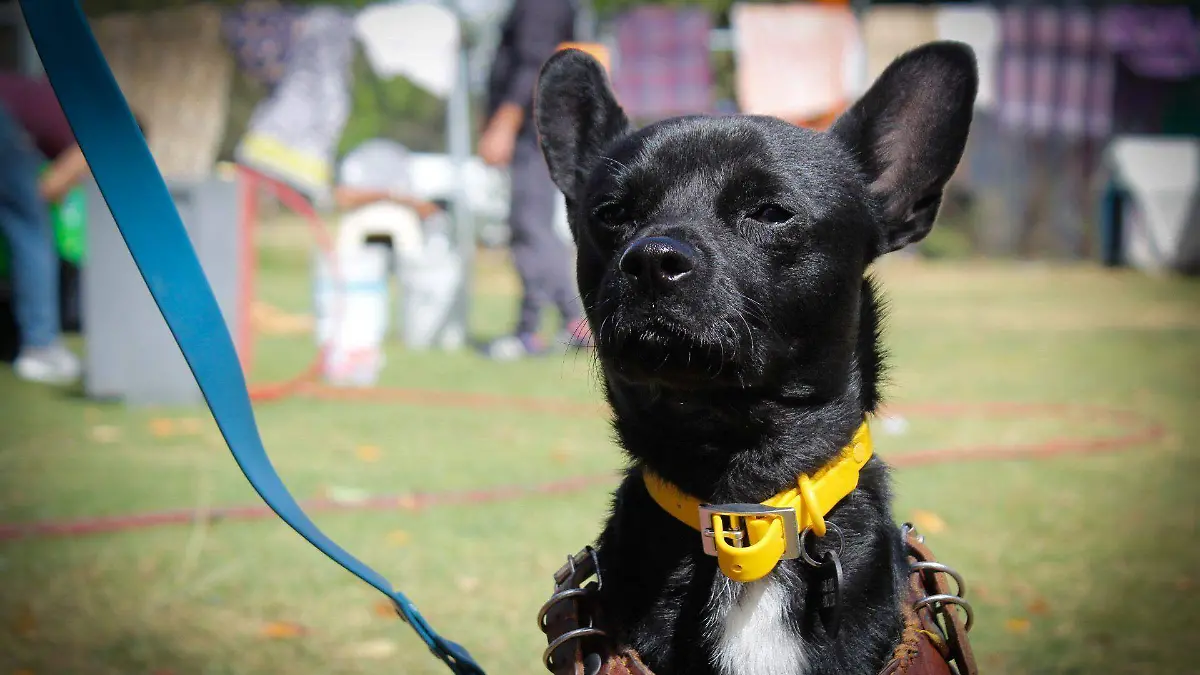 1014224_Adopción Centro Transferencia Canina_web