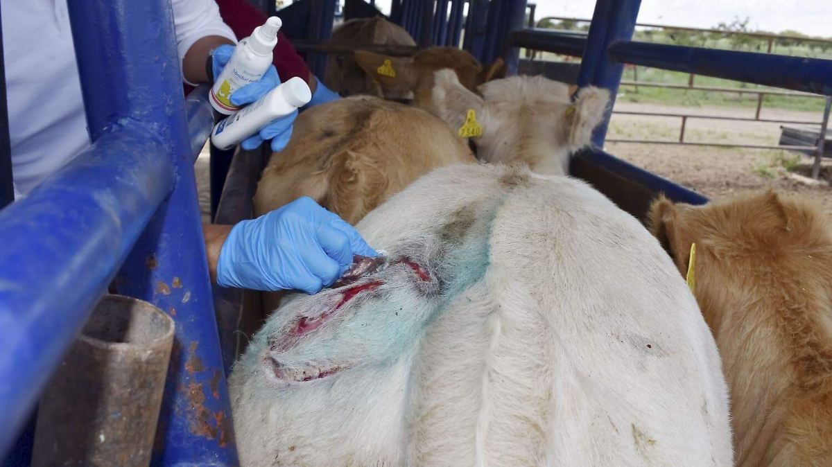 ALERTA SANITARIA EN SONORA: DETECTAN GUSANO BARRENADOR EN GANADO