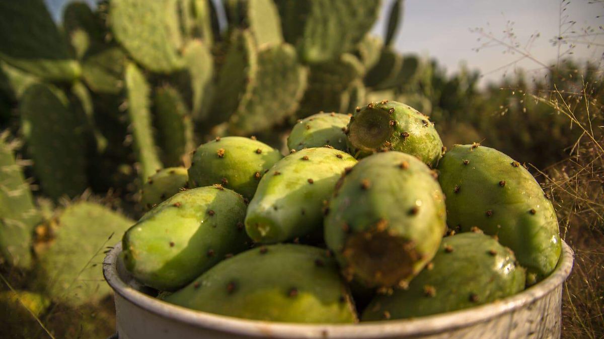 LA TUNA MEXICANA TRIUNFA: MÁS DE 92 MIL TONELADAS EN 2026