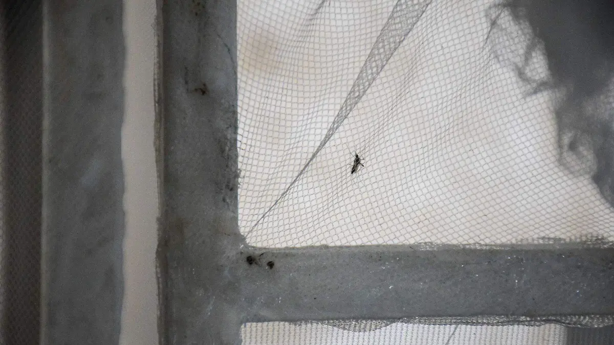 881393_Estudios Mosquito Aedes Aegypti_web