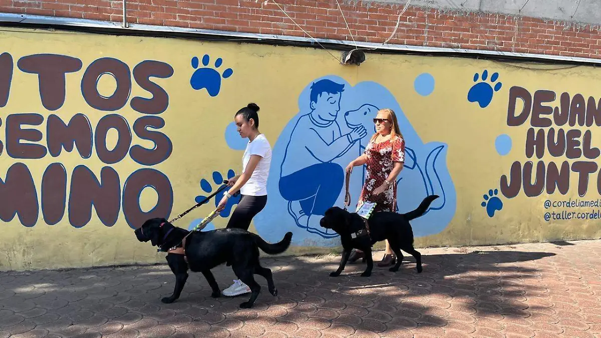 PERROS GUIA PARA PERSONAS INVIDENTES cortesia  Escuela para Entrenamiento para Perros Guía para Ciegos IAP (2)