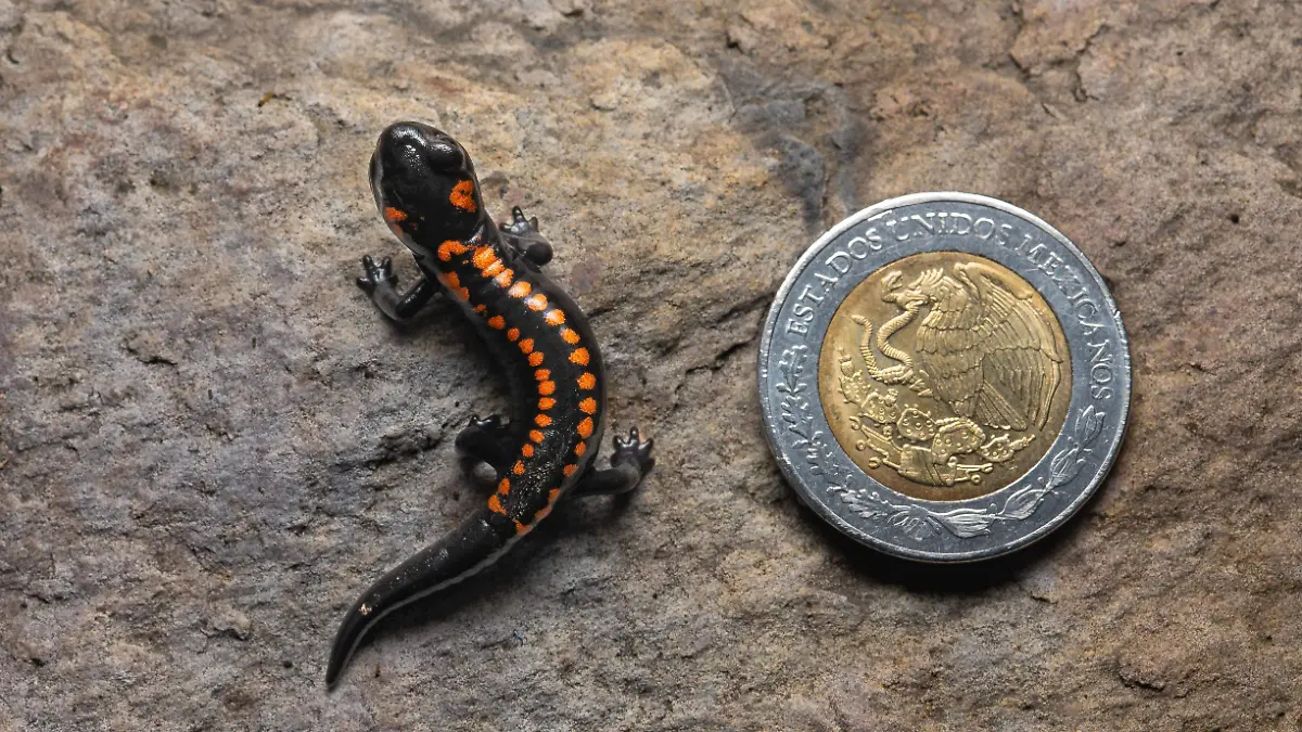 salamandra del Ajusco (2)