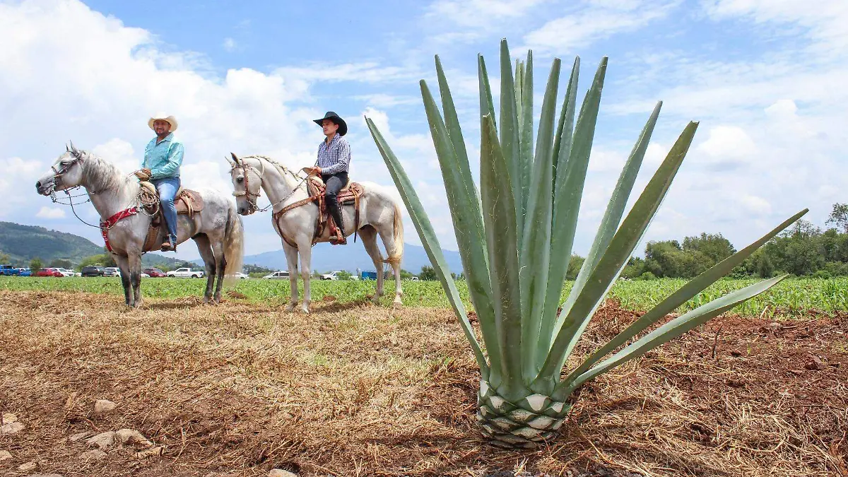 mezcal agave