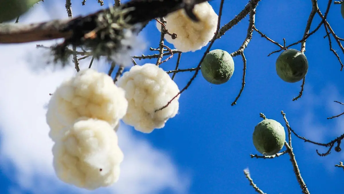 arbol pochote morelia