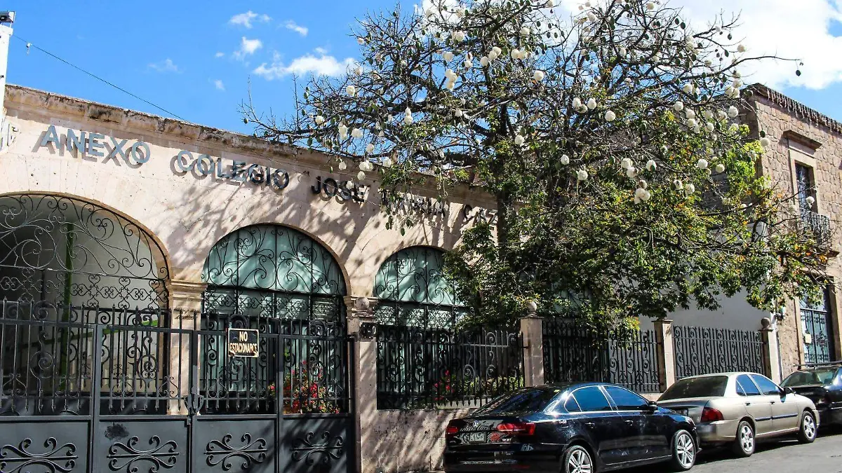 arbol pochote morelia