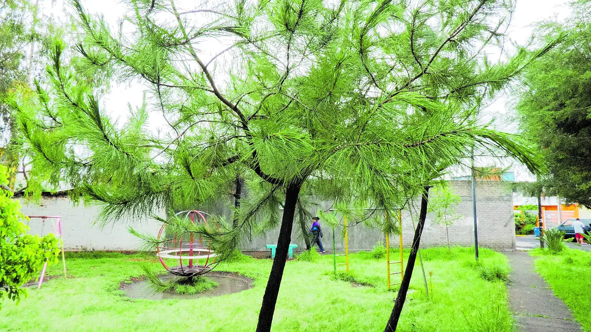 ARBOLES_AJO