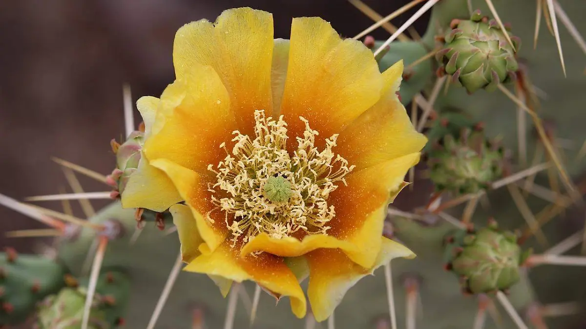 Flor de nopal
