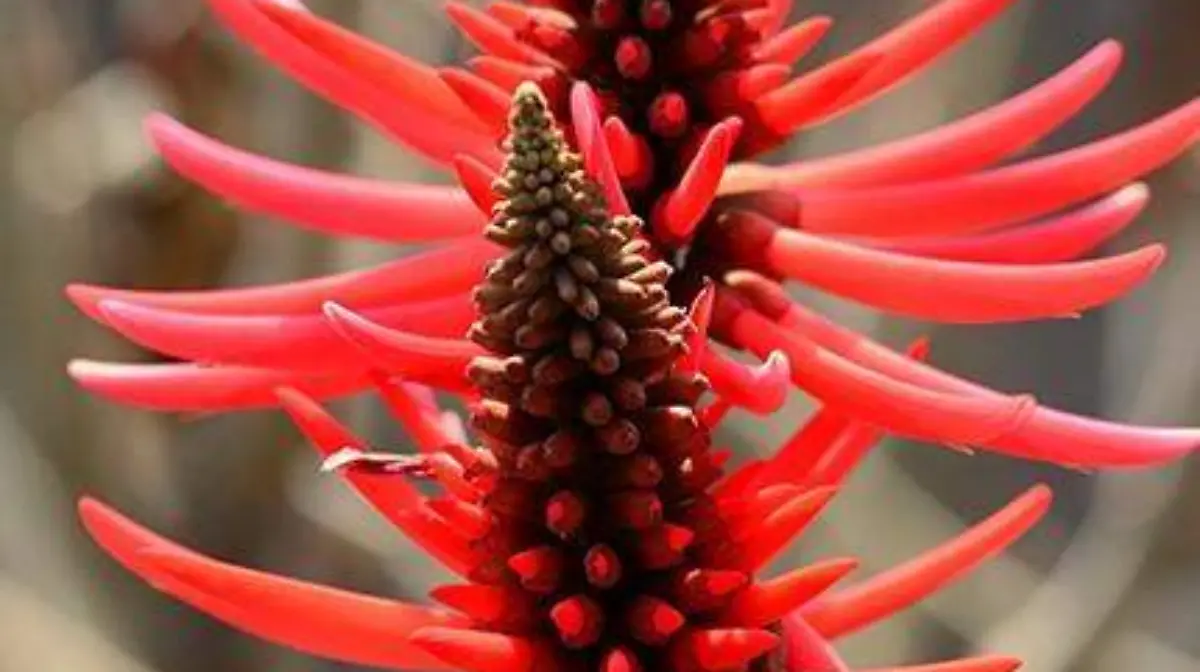 Flor de colorín