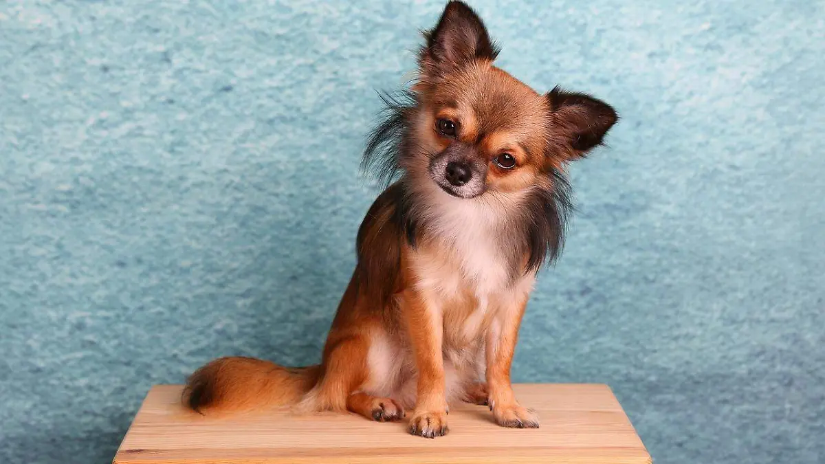 Perro chihuahueño