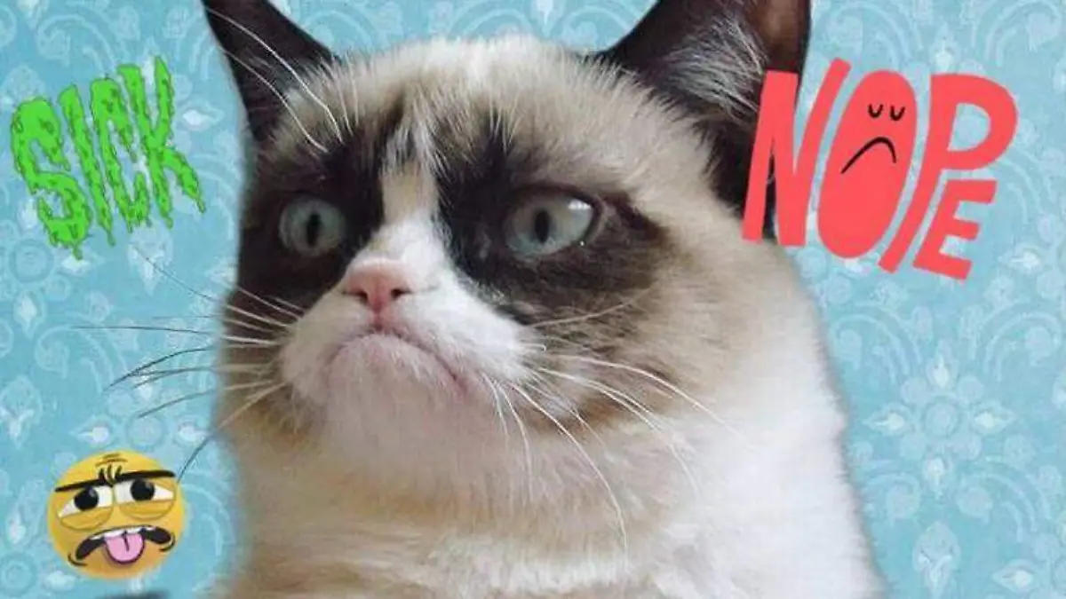 grumpycat