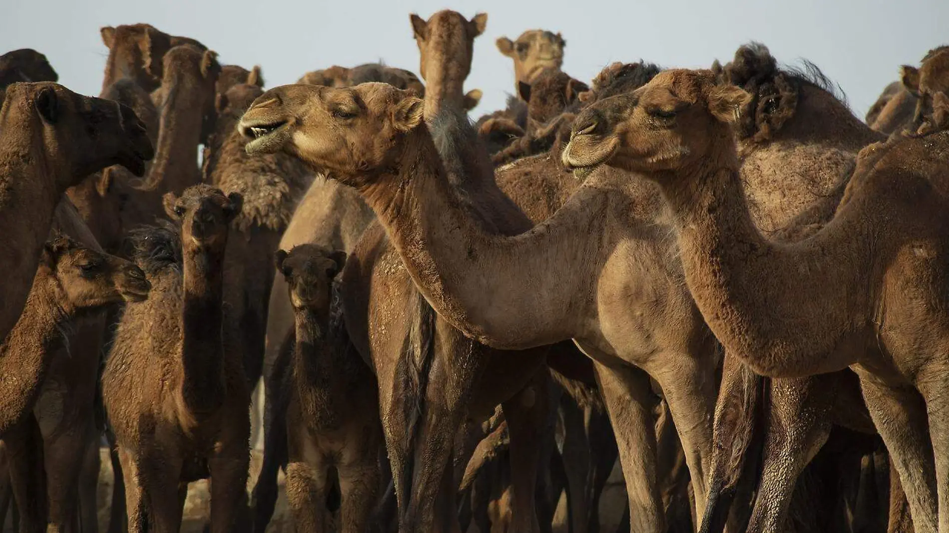 camels-6774540_1280