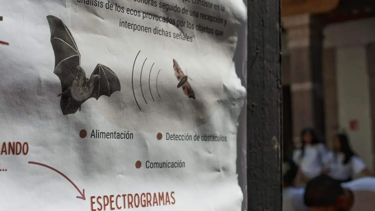 colonias y nidos de murciélagos