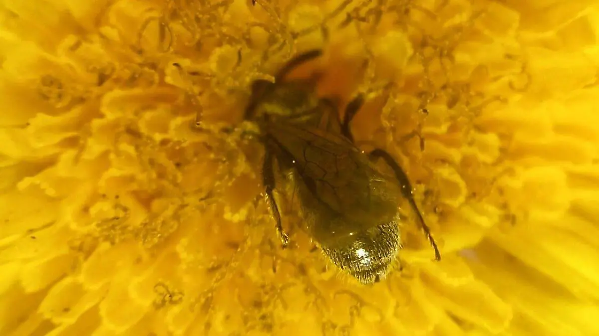 Abeja dentro de una flor amarilla