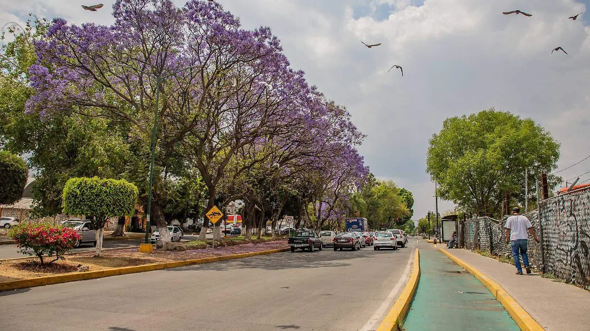 jacarandas, Morelia, primavera, calor, flores