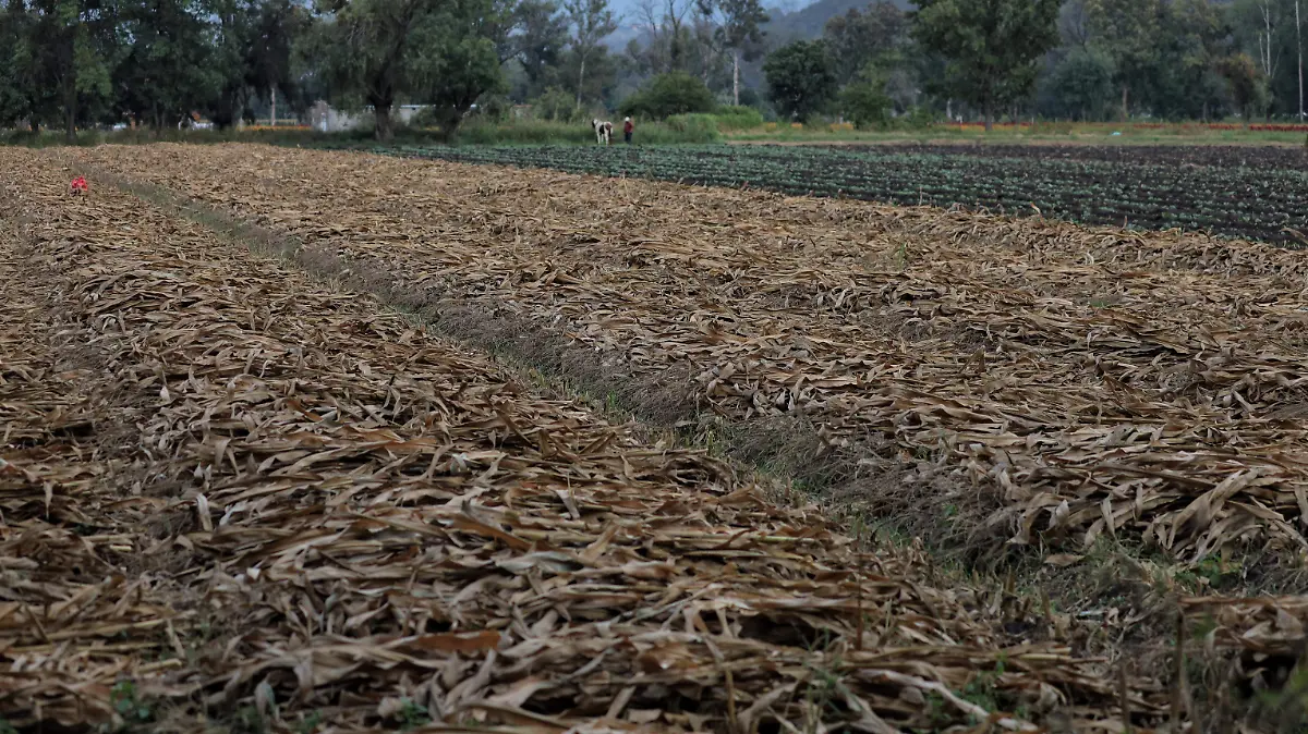 milpa, maíz - FMM~01.jpeg