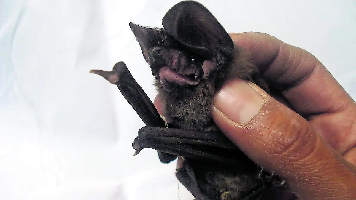 ZOONOSIS_CUARTOSCURO_CMYK