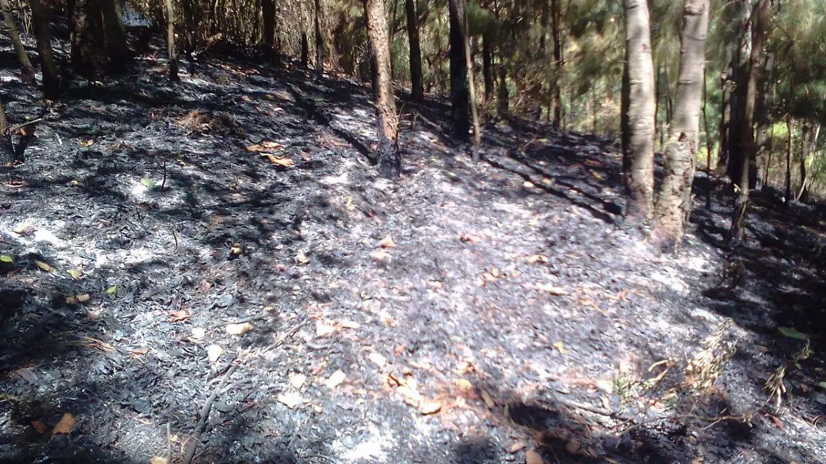 Incendio en reserva de la monarca 1