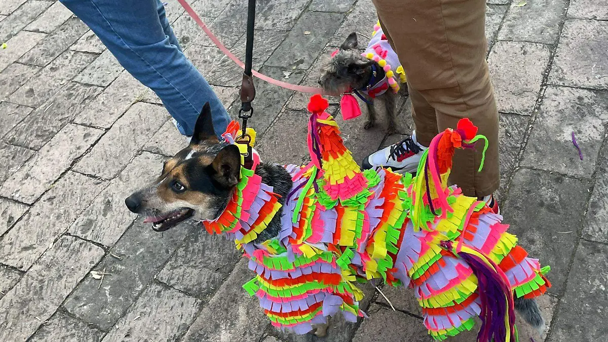 pasarela perror