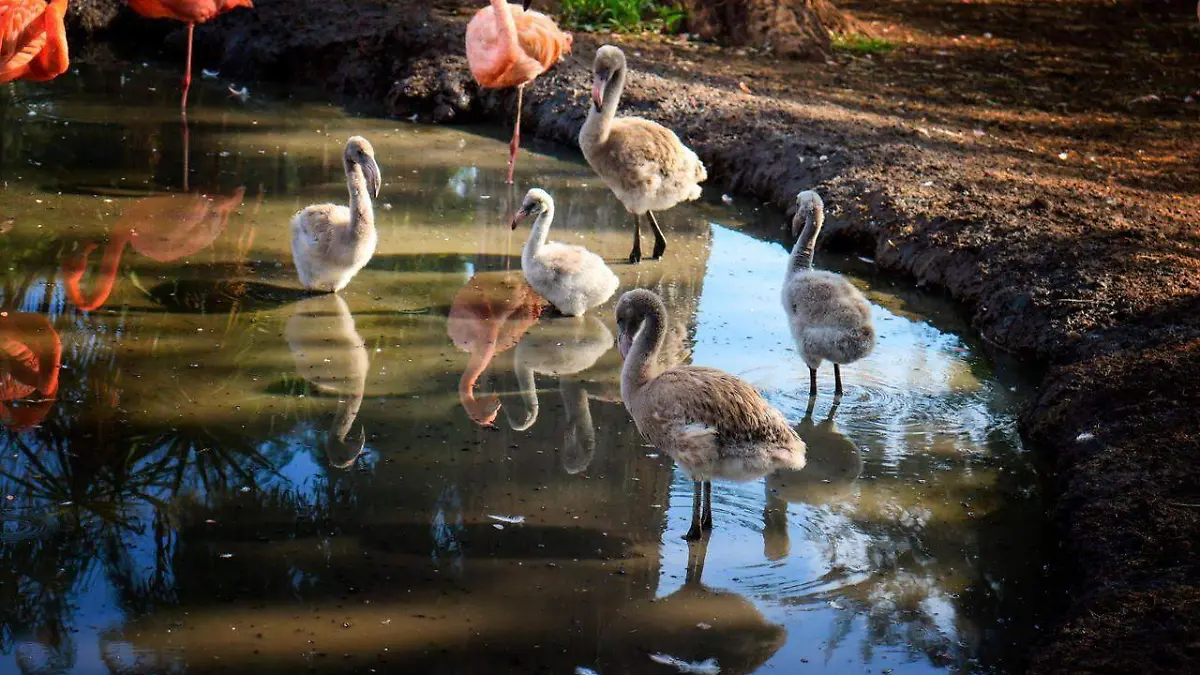 Flamingos