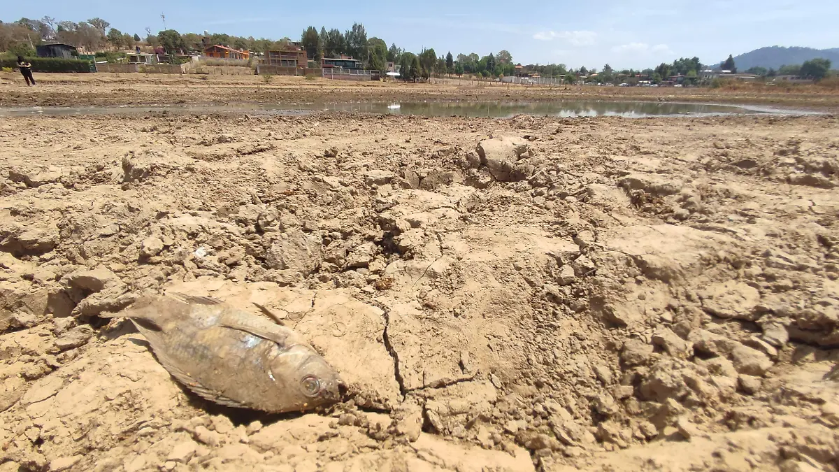 pez muerto en San José de las Torres 