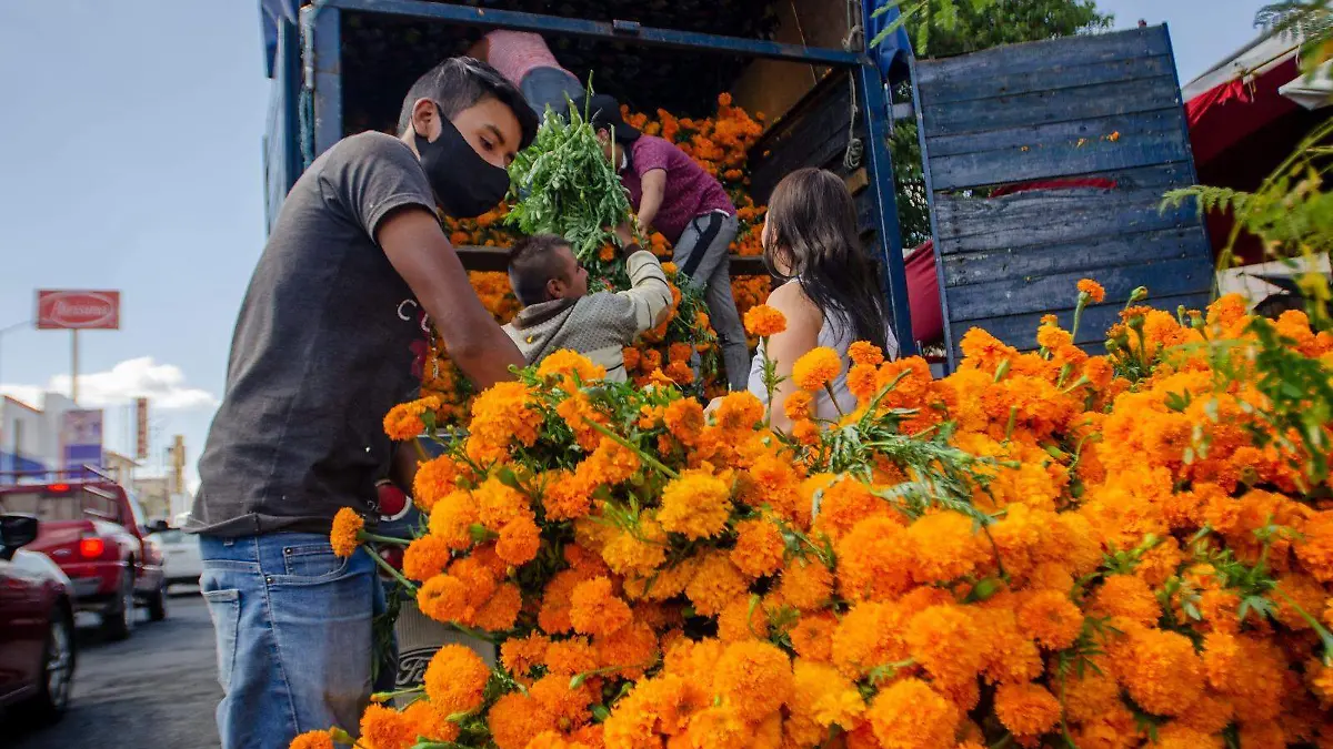producción de cempasúchil
