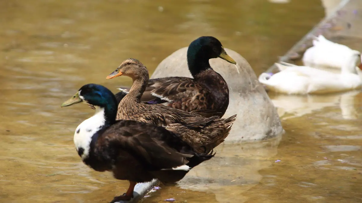 Pila de los Patos Bosque Cuauhtémoc