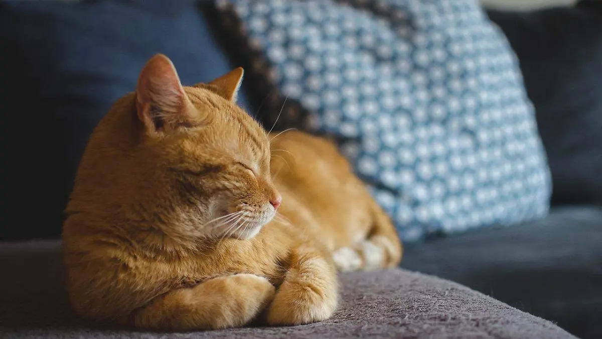 Gato naranja dormino