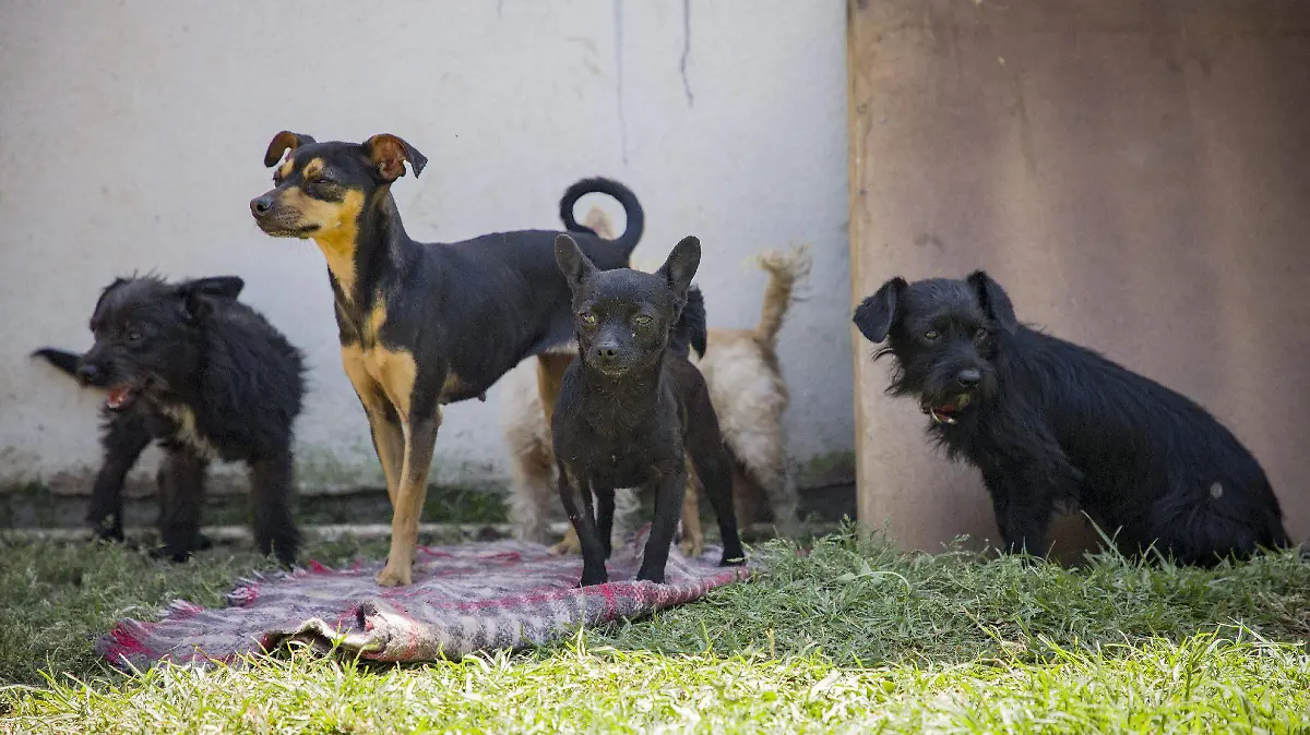 maltrato animal