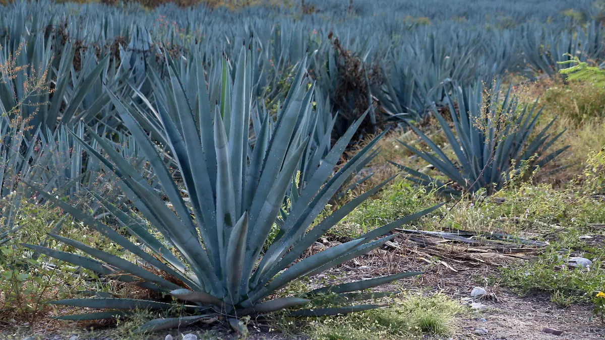 AGAVE_CUARTOSCURO 8