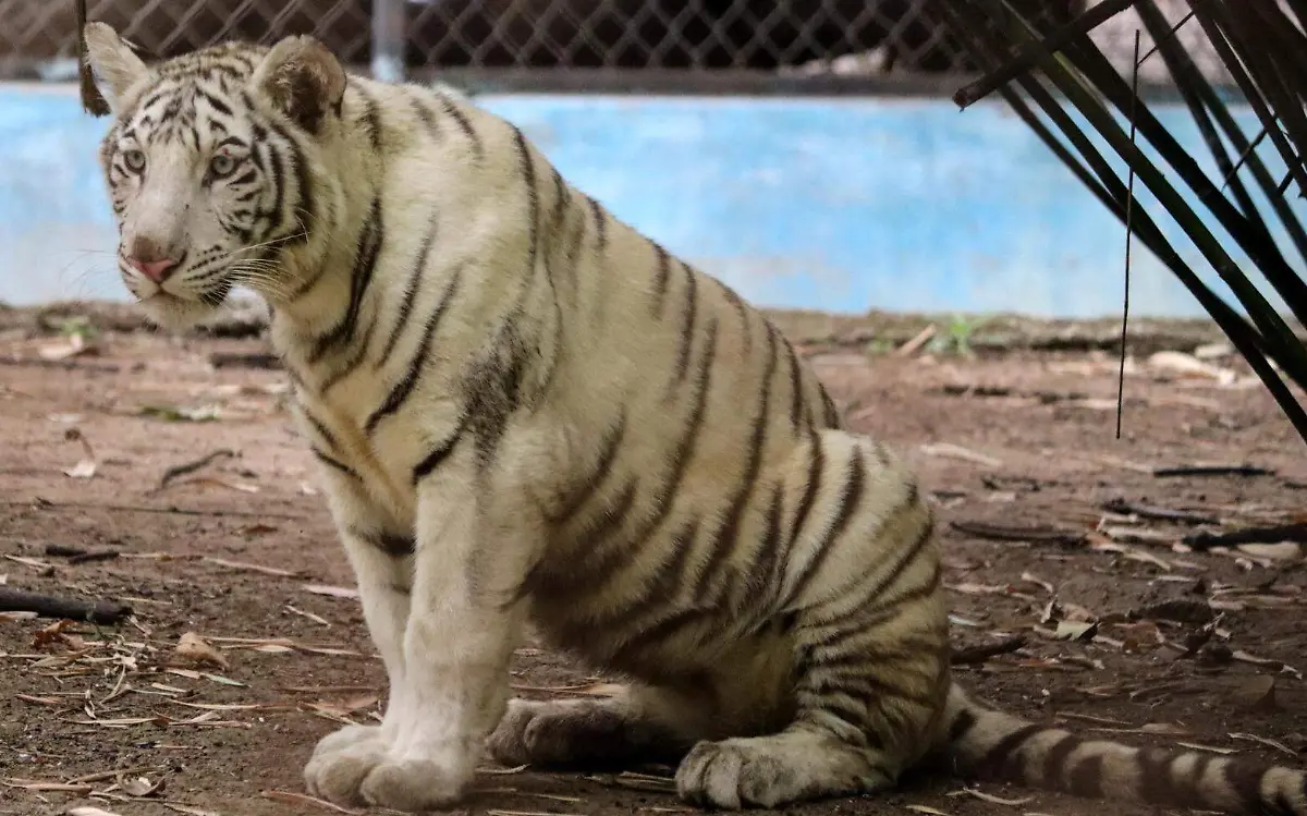 Tigre de bengala blanca