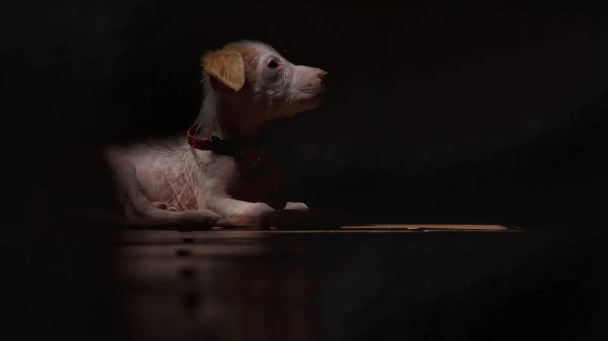 maltrato animal