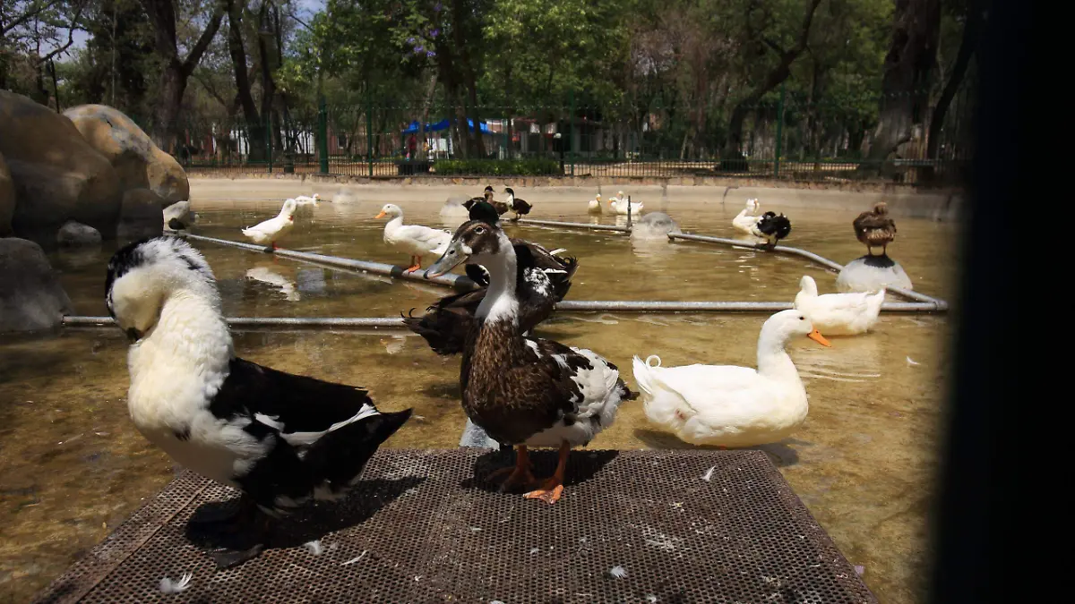 Pila de los Patos Bosque Cuauhtémoc