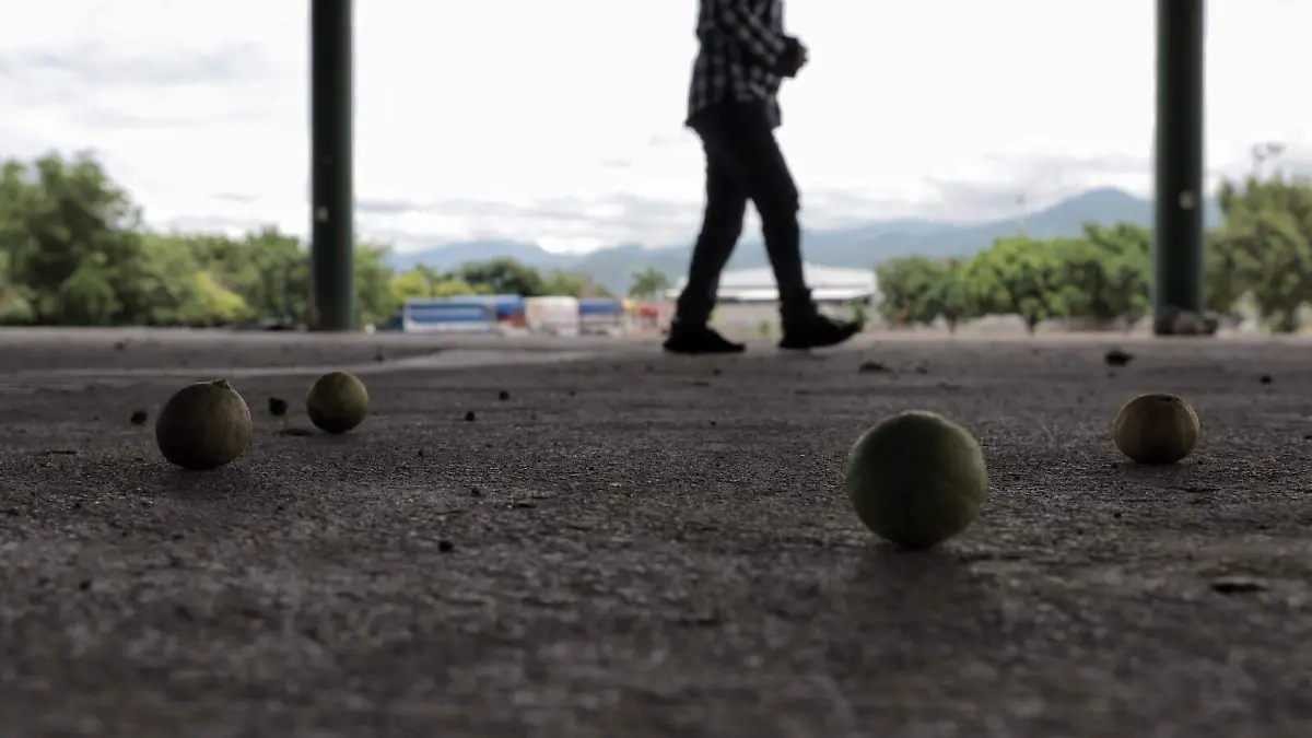 Limones Apatzingán 1