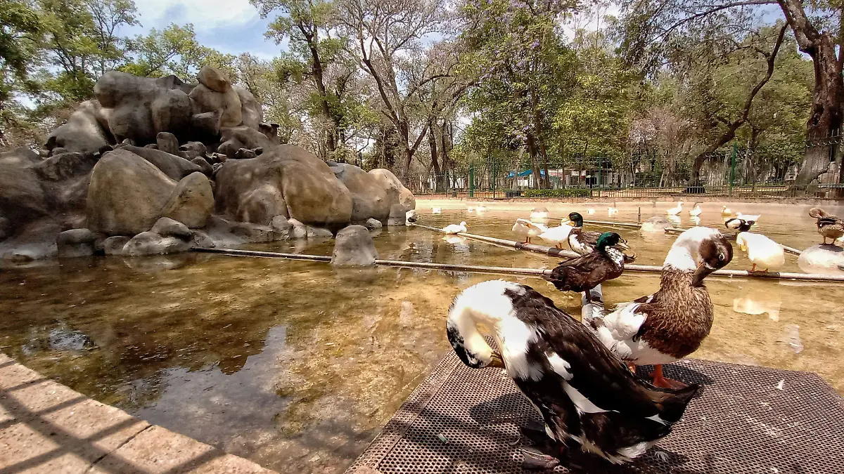 Pila de los Patos Bosque Cuauhtémoc