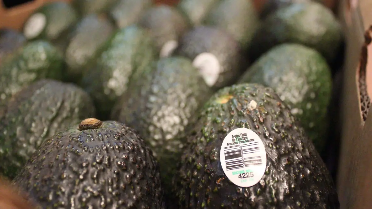 aguacate_MLM (3)