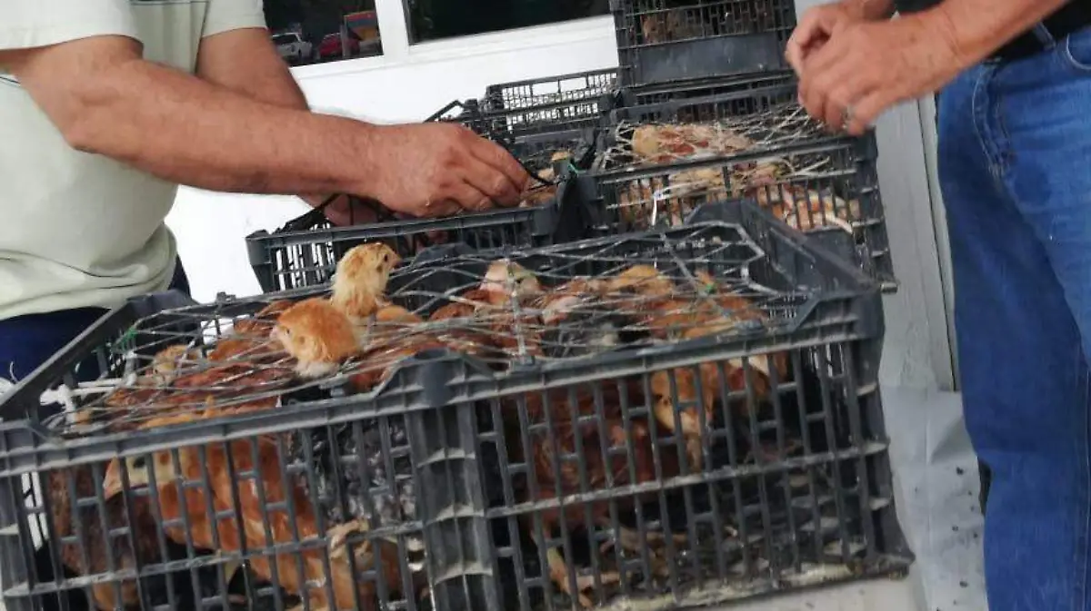 Pequeñas aves de granja